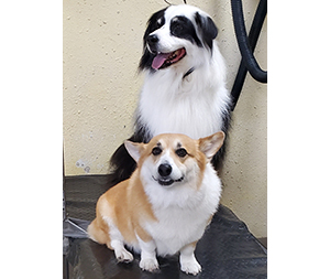 Photo of dogs at Michelle's Dog Grooming