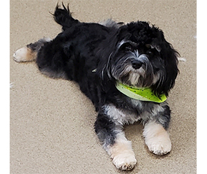 Photo of dogs at Michelle's Dog Grooming