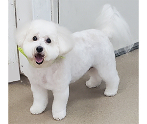 Photo of dogs at Michelle's Dog Grooming