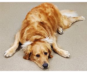 Photo of dogs at Michelle's Dog Grooming