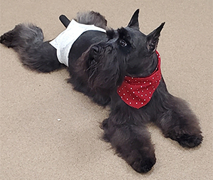 Photo of dogs at Michelle's Dog Grooming