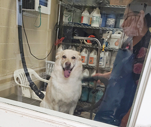 Photo of dogs at Michelle's Dog Grooming
