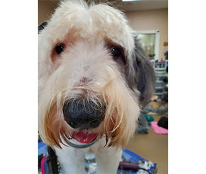 Photo of dogs at Michelle's Dog Grooming