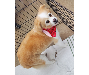 Photo of dogs at Michelle's Dog Grooming