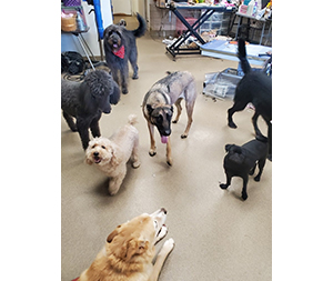 Photo of dogs at Michelle's Dog Grooming