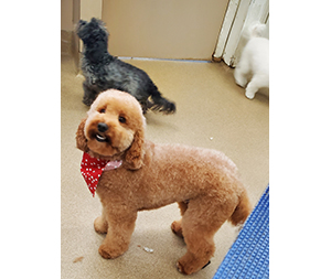 Photo of dogs at Michelle's Dog Grooming
