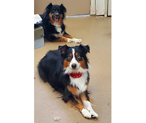 Photo of dogs at Michelle's Dog Grooming