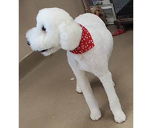 Photo of dogs at Michelle's Dog Grooming