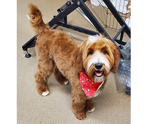 Photo of dogs at Michelle's Dog Grooming