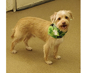Photo of dogs at Michelle's Dog Grooming