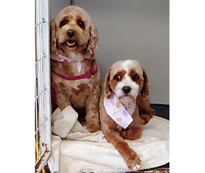 Photo of dogs at Michelle's Dog Grooming