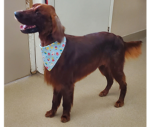 Photo of dogs at Michelle's Dog Grooming