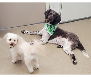 Photo of dogs at Michelle's Dog Grooming