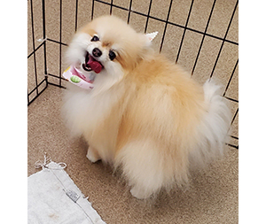 Photo of dogs at Michelle's Dog Grooming