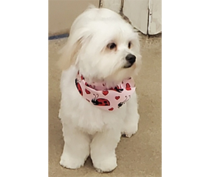 Photo of dogs at Michelle's Dog Grooming