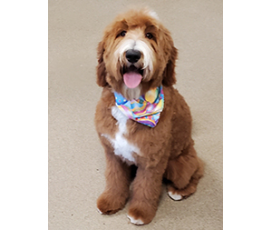 Photo of dogs at Michelle's Dog Grooming