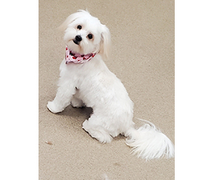Photo of dogs at Michelle's Dog Grooming