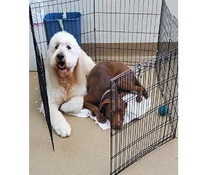 Photo of dogs at Michelle's Dog Grooming