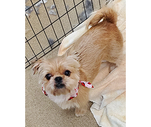 Photo of dogs at Michelle's Dog Grooming