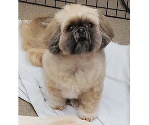 Photo of dogs at Michelle's Dog Grooming