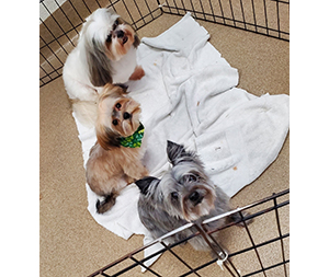 Photo of dogs at Michelle's Dog Grooming