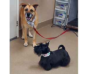 Photo of dogs at Michelle's Dog Grooming